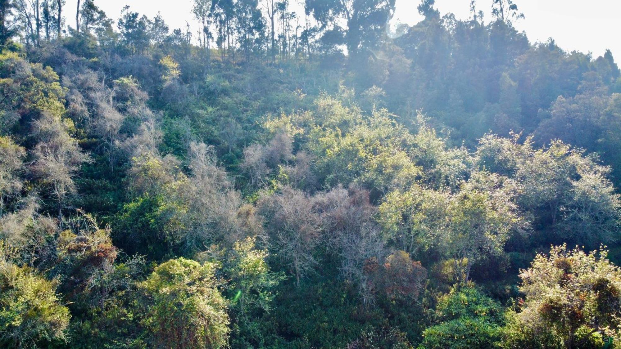 La Flora Kodaikanal Zewnętrze zdjęcie